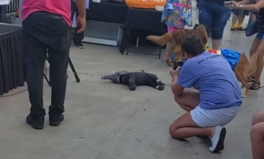 Kurmalı fil oyuncağını canlandıran sevimli köpek Tammy