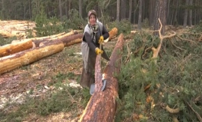 Erzurum'da ormanlık alanlar yenileniyor