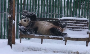 Çin'de pandalar kar altında oynamanın tadını çıkardı