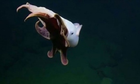 Nadir görülen "Dumbo" ahtapotu California'da