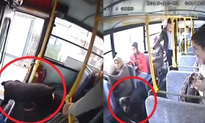 Halk otobüsüne binen köpek ortalığı birbirine kattı