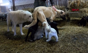 Zonguldak'ta annelerinin sahiplenmediği 2 kuzuyu köpek emziriyor