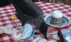 Haylaz karga Pierre Loti'nin maskotu oldu