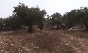 Filistin'in can damarı: zeytin