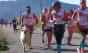 Sporcularla koşan keçi ilgi odağı oldu