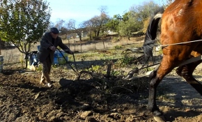 91 yaşındaki Hüseyin Aşık tarlasını hala çok sevdiği atıyla sürüyor