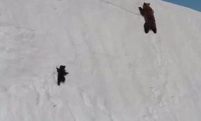 Yavru ayının karlı yamaçta zorlu mücadelesi