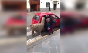 Peru'da bir lama taksiye binerken görüntülendi