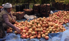 Siirt'in zivzik narı aroması ve dayanıklılığıyla ön plana çıkıyor