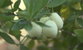 Mersin meyvesi Antalya pazarlarında yerini aldı