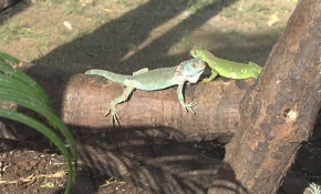 Bursa'da dünyaya gelen renkli iguana yavruları