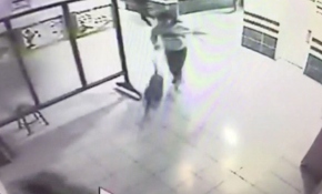 Kocaeli'de ortaokula giren pitbull vuruldu