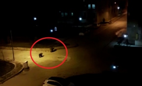 Kars'ta aç kalan bozayılar sokaklarda yiyecek aradı