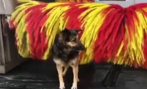 "Linda" yıkanmak için seçtiği yöntemle izleyenleri gülümsetti