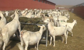 Hibe ile keçi sütü üretim çiftliği kurdu