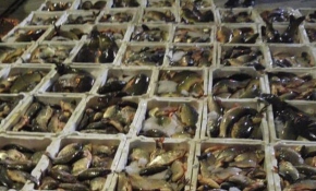 Çanakkale'de kaçak su ürünleri avcılarına ceza yağdı