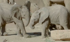 Yavru fillerin oyun keyfi