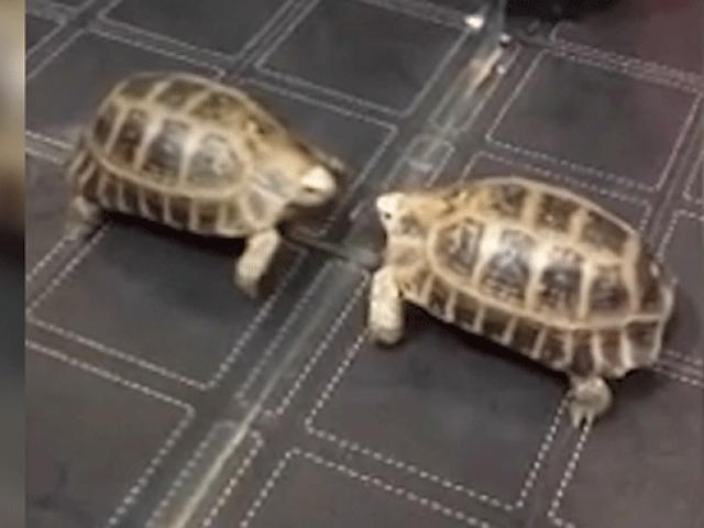 Aynadaki yansımasıyla kavga eden kaplumbağa ilginç görüntüler oluşturdu