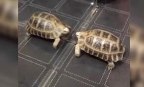 Aynadaki yansımasıyla kavga eden kaplumbağa ilginç görüntüler oluşturdu