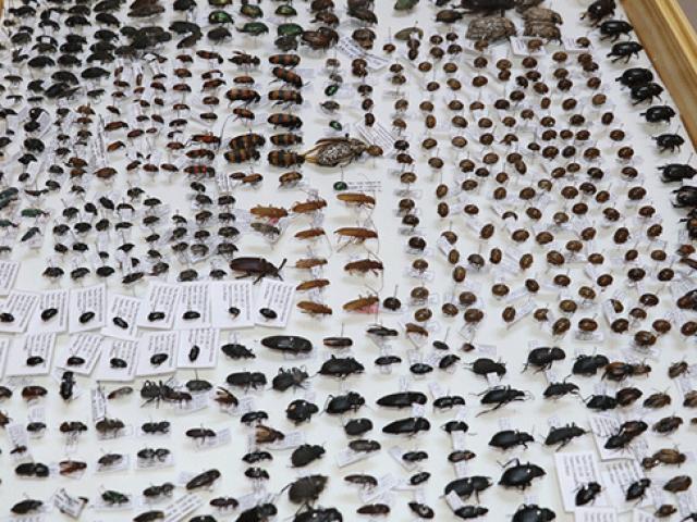 4 bin tür böceğin sergilendiği "Böcek Müzesi" bilimsel çalışmalara hizmet ediyor