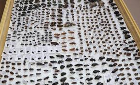 4 bin tür böceğin sergilendiği "Böcek Müzesi" bilimsel çalışmalara hizmet ediyor