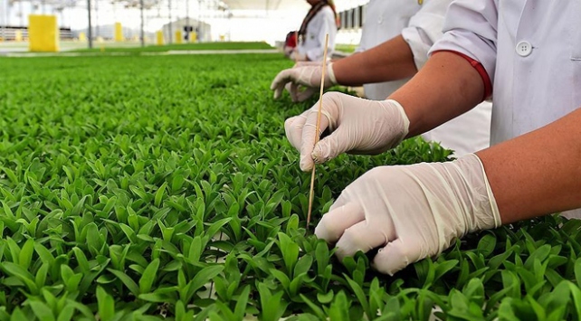 Bakan Pakdemirli: Yerli tohumda yıllık üretim 1 milyon 50 bin tona çıktı