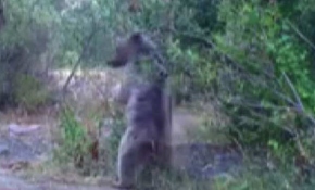 Erzincan'da vahşi yaşam fotokapana yansıdı