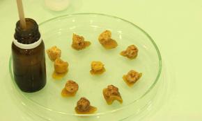 Arı kovanından gelen şifa: Propolis