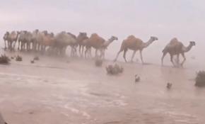 Suudi Arabistan ve Kuveyt’te şiddetli yağış ilginç görüntüler oluşturdu