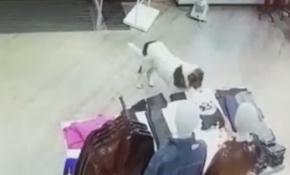 Sevimli köpek AVM'den tişört çalarken kameralara yakalandı