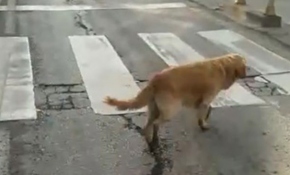 Yaya geçidini kullanan köpek kameralara yansıdı