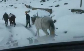 Yaylada terk edilen atlar donmak üzereyken bulundu