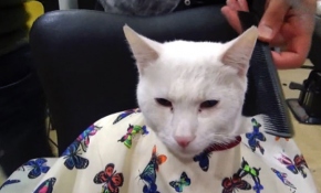 Sokak kedisi "Odin"in tıraş keyfi