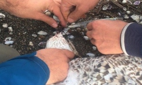 Balıkçı oltasına takılan martıyı sahildeki gençler kurtardı