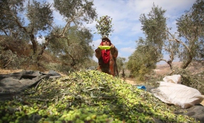 Filistinlilerin en büyük geçim kaynağı tehdit altında