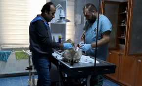 Çorum Belediye Başkanı Gül yaralı köpeğin tedavisi için makam aracını tahsis etti