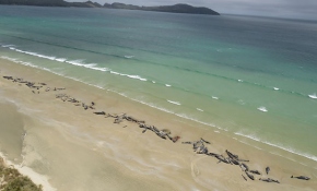 Yeni Zelanda'da 145 pilot balina karaya vurdu