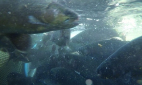 Türkiye alabalık üretiminde Avrupa'da bir, dünyada ikinci sırada