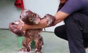 Endonezya'daki orangutan suyun tadını çıkarıyor