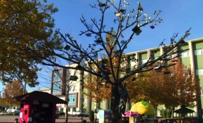 Elazığ'ın sıra dışı kitap veren ağacı