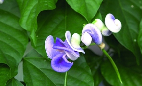 İzmir'in unutulmaya yüz tutmuş çiçeği: Selluka