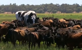 Avustralya'nın şu ana kadar bilinen en büyük öküzü: Knickers