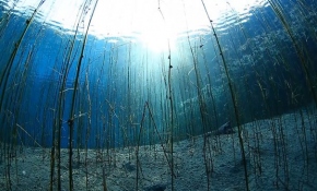 Efsanelere konu olan zengin doğa parçası: Sakarya Nehri'nin gözeleri