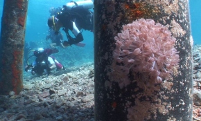 Mercan resifleri, rengarenk deniz canlılarıyla Kızıldeniz