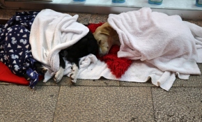 Hayvanlar üşümesin diye mağazasının önüne battaniye serdi