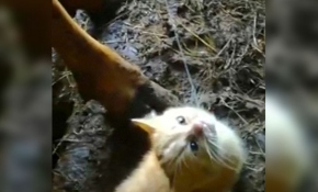 İneğin altına girip süt içen yavru kedi