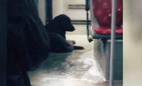 Otobüse binen sokak köpeği şoför koltuğuna oturdu