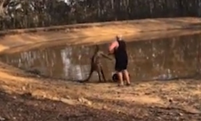 Avustralya'da köpeklerini korumak isteyen adama kanguru saldırdı