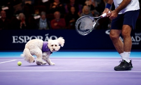 Rehber köpekler tenis kortunda top toplayıcı oldu