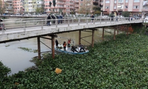 Asi Nehri üzerindeki su sümbülleri temizleniyor